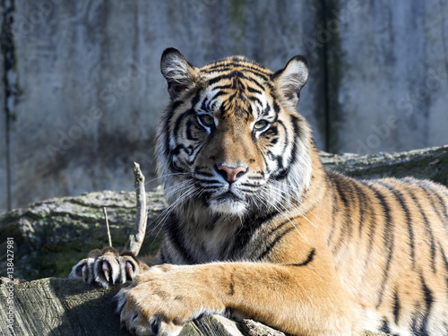 Fototapeta Naklejka Na Ścianę i Meble -  Portrait subadult female Sumatran tiger Panthera t. sumatrae