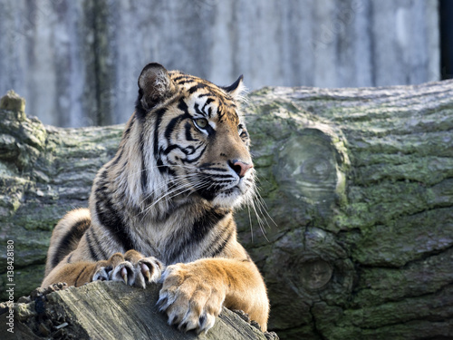 Fototapeta Naklejka Na Ścianę i Meble -  Portrait subadult female Sumatran tiger Panthera t. sumatrae