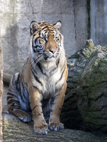 Fototapeta Naklejka Na Ścianę i Meble -  Portrait subadult female Sumatran tiger Panthera t. sumatrae
