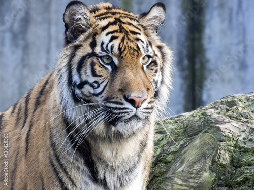 Fototapeta Naklejka Na Ścianę i Meble -  Portrait subadult female Sumatran tiger Panthera t. sumatrae