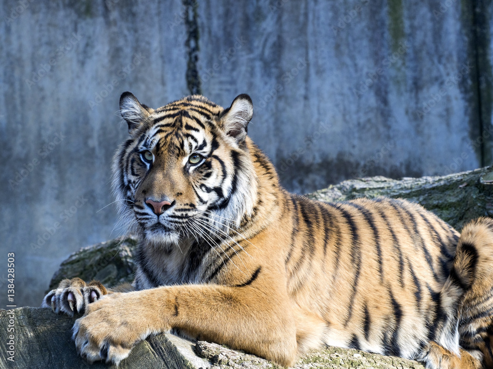 Fototapeta premium Portrait subadult female Sumatran tiger Panthera t. sumatrae