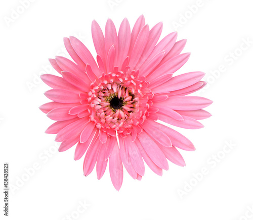 pink gerbera flower isolated with clipping path