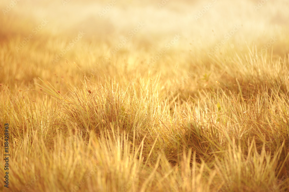 grassland background adjust to gold sunlight focus at the center of picture grassland background adjust to gold sunlight focus at the center of picture