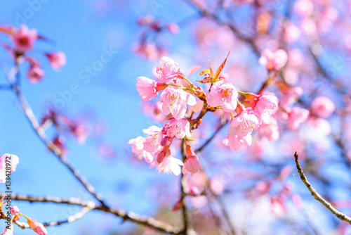 Soft focus Spring Cherry blossoms, pink flowers.