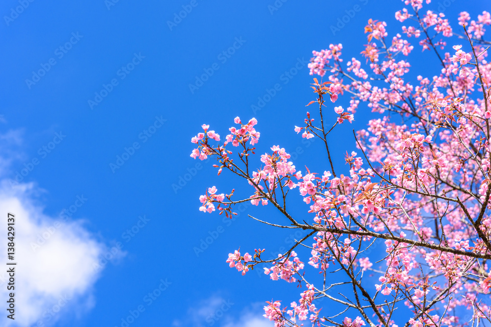 Spring Cherry blossoms, pink flowers with blue sky.