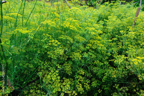 Fennel (Foeniculum vulgare) in growth at garden
