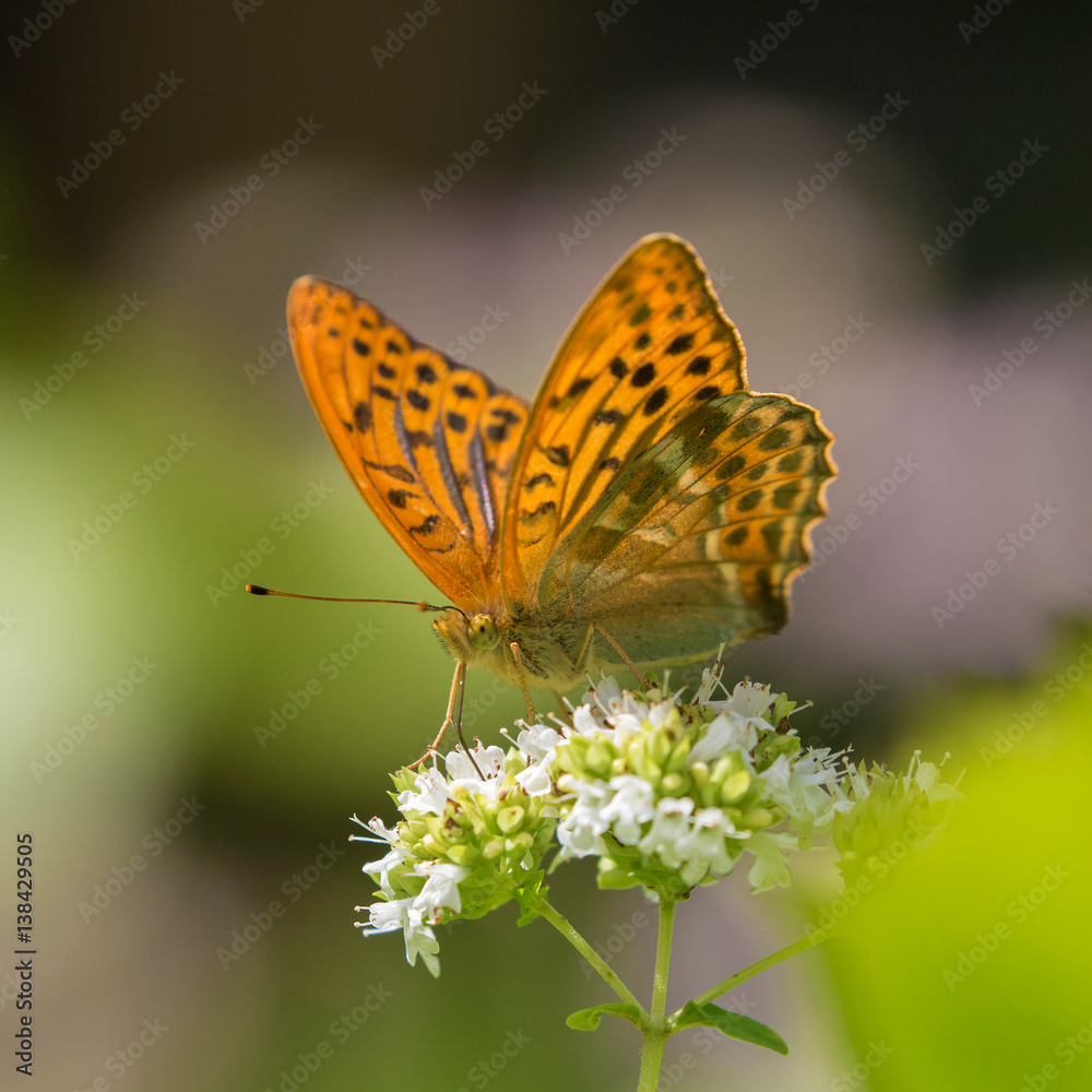 Obraz premium Silver-washed fritillary
