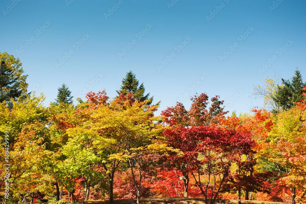  Beautiful Colorful Autumn Leaves / green, yellow, orange, red