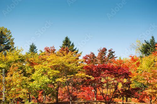  Beautiful Colorful Autumn Leaves / green, yellow, orange, red © OHishi_Foto