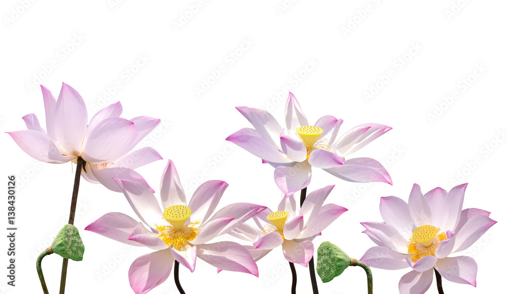 Collection of ping lotus on white background