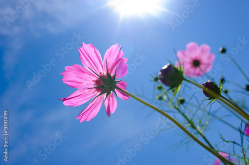 Cosmos flowers againt the blue sky