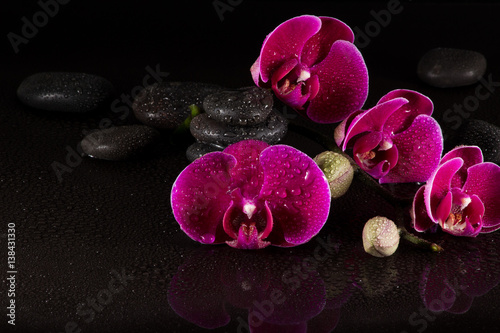 Orchideen mit Wasserspiegelung ubd Wasserdropfen