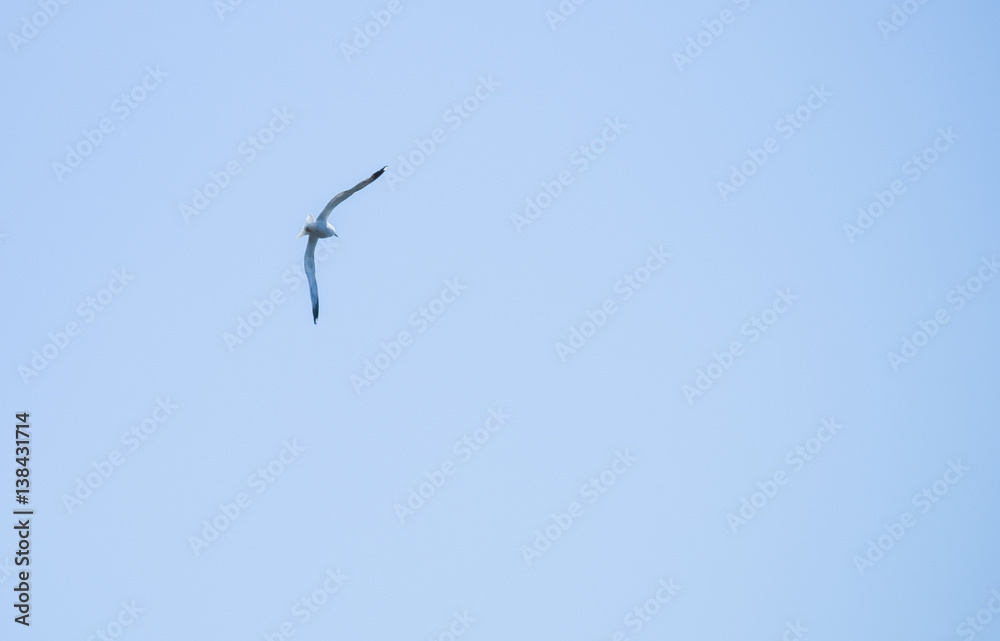 Flying seagull on sky background Flying seagull on sky background