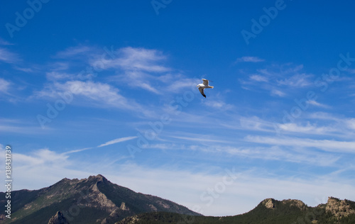 Seagull in blue sky mountain clouds