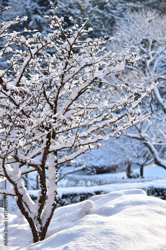 雪が降った朝の日本庭園