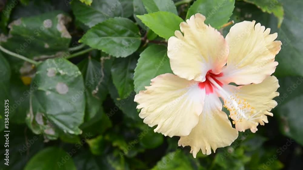 Chinese hibiscus Chinese hibiscus