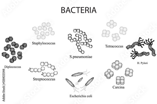Set of bacteria. Black and white. Staphylococcus  Streptococcus  pneumoniae   Helicobacter pylori. Hand draw. 