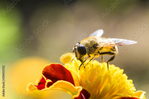 bumble bee flying to flower
