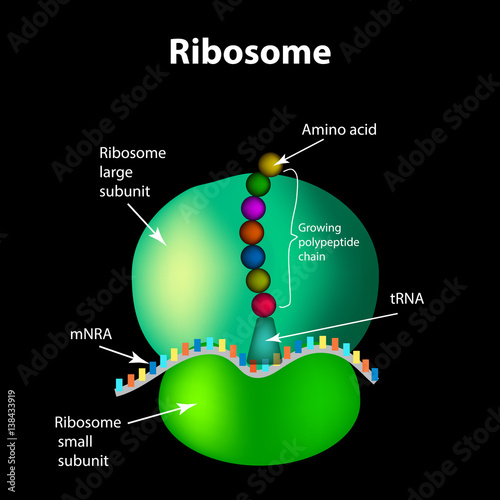 The structure of the ribosome. Infographics. Vector illustration photo