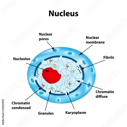 The structure of the human cell nucleus. Infographics. Vector illustration on isolated background