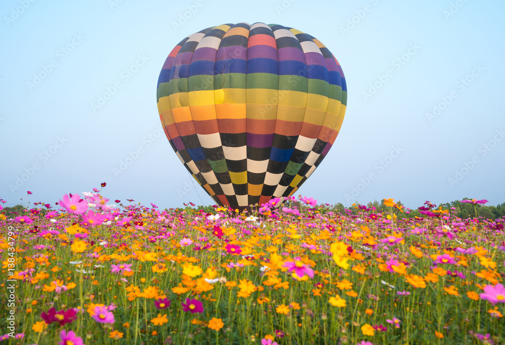 Fototapeta premium The hot air balloons flying over the cosmos flowers field in Singha park international balloons fiesta 2017 in Chiang Rai province of Thailand.