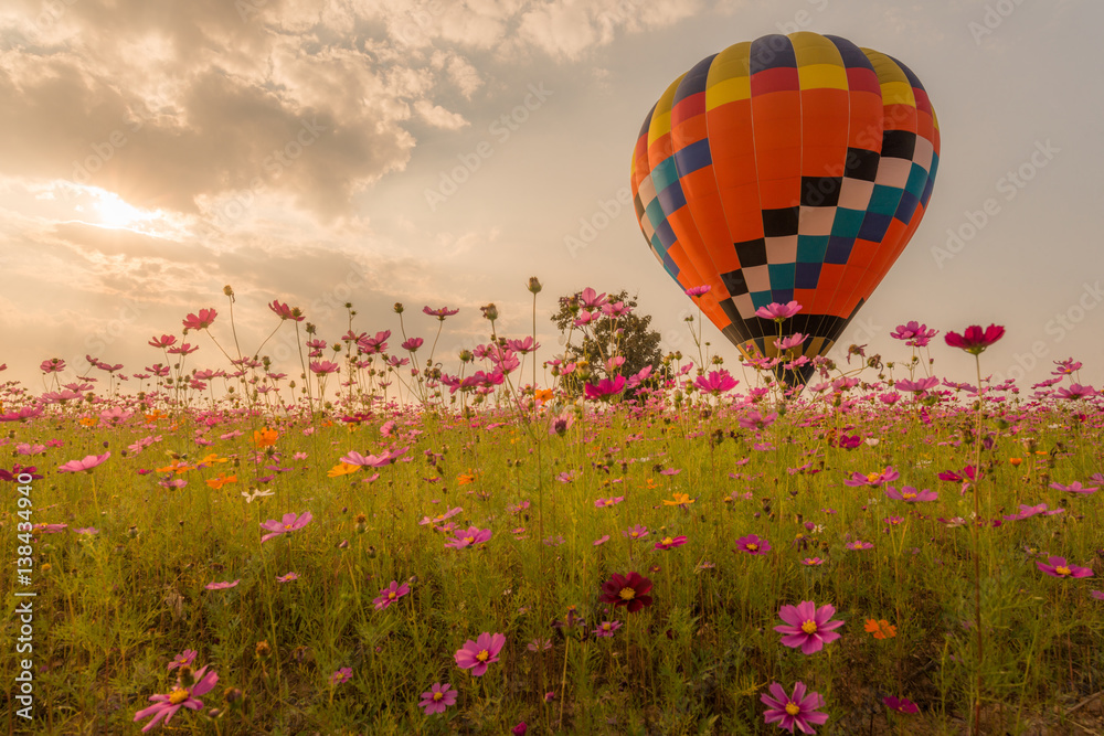 Fototapeta premium The hot air balloons flying over the cosmos flowers field in Singha park international balloons fiesta 2017 in Chiang Rai province of Thailand.