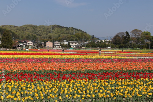羽村のチューリップ畑