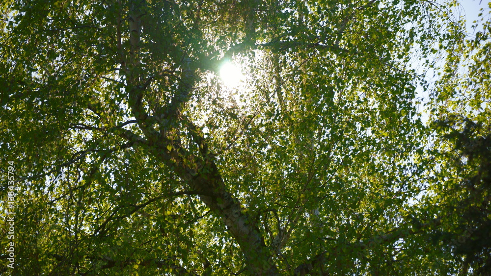 Fototapeta premium Sonne durchscheint Baum