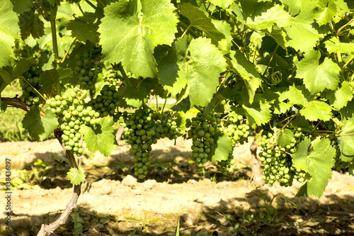 Wallpaper Mural Vineyards./Vineyards  Torontodigital.ca