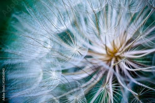 Tragopogon pseudomajor S. Nikit. Dandelion