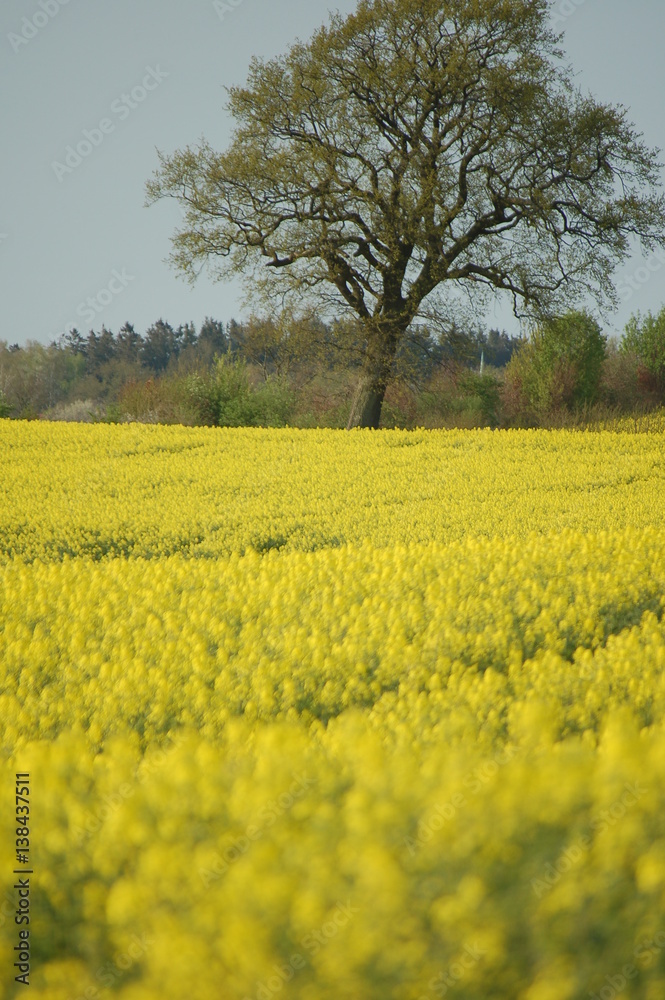 Rapsfeld Rapsfeld