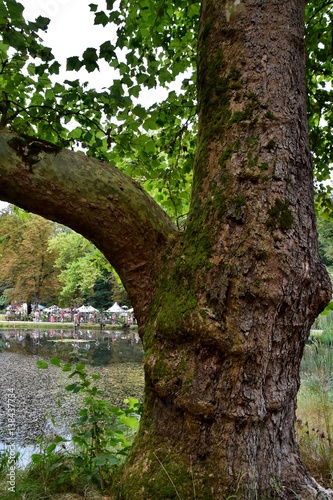 Ein alter mächtiger Baumstamm vor einem Teich