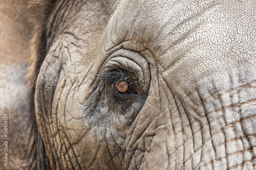 The eye of an African Elephant