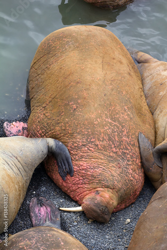 Life Atlantic walruses at haul out sites is (at most) of sleep and small conflicts with neighbors photo