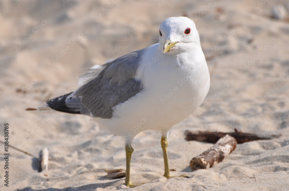Obraz premium Möwe Amrum