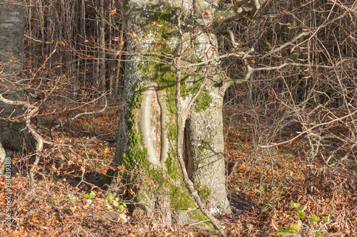 Baum mit interessanter Rinde als Hintergrund photo