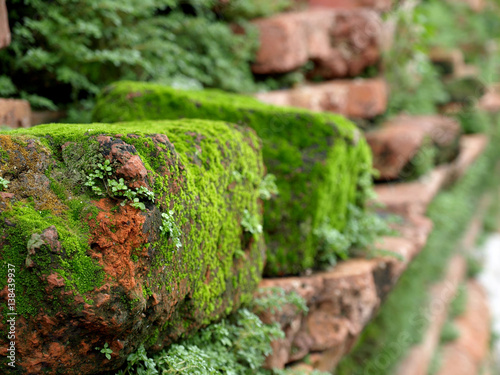 Green moss background beautiful in nature.Closeup of moss on brick wall