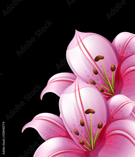 Pink lily flowers on black background