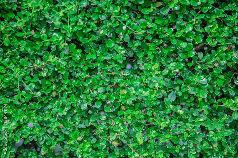 Green leafs is element to wrapping 3D object, Natural is many leafs wallpaper, freshness green texture for background. Green leafs is element to wrapping 3D object, Natural is many leafs wallpaper, freshness green texture for background.