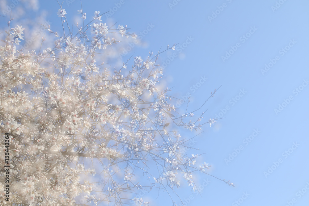 double exposure, abstract image of cherry tree