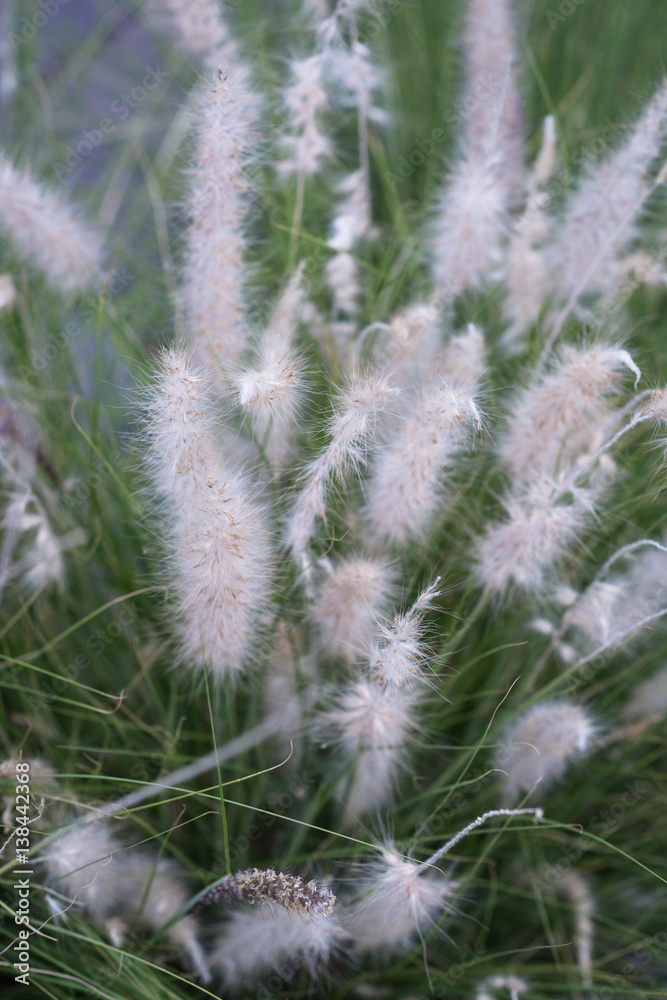 Gentle soft fluffy mauve flower close-up. Gentle soft fluffy mauve flower close-up.