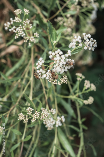 Bee on white flower