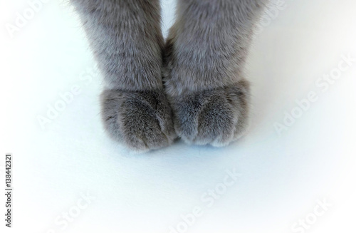 cat paws on a white background