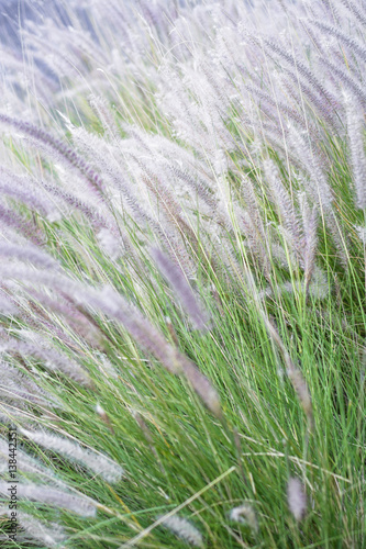 Gentle soft fluffy mauve flower close-up.