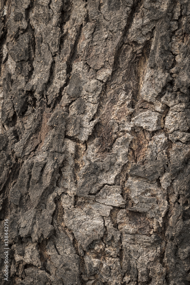 Old Wooden bark texture Old Wooden bark texture