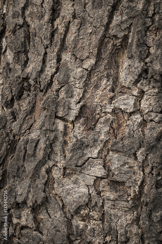 Old Wooden bark texture © Amnaj