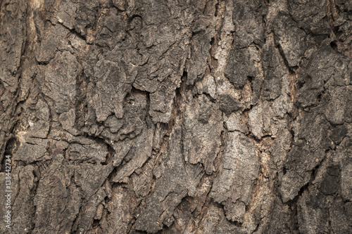 Old Wooden bark texture