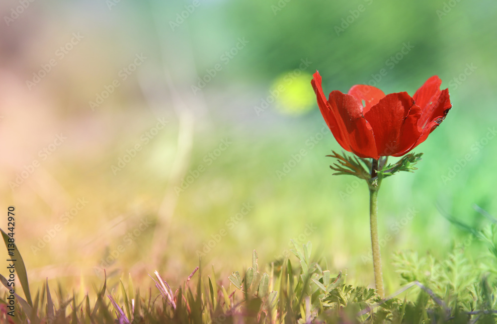 Obraz premium low angle photo of red poppy in the green field