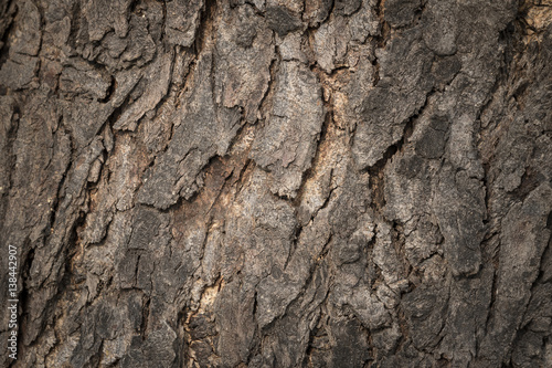 Old Wooden bark texture