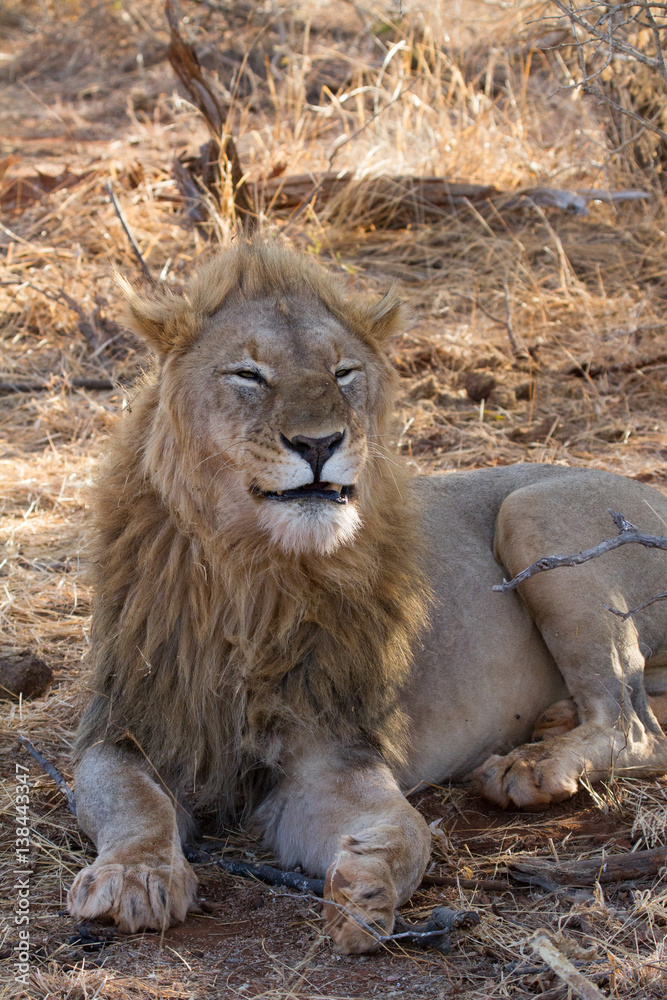 Fototapeta premium Lion, Madikwe Game Reserve